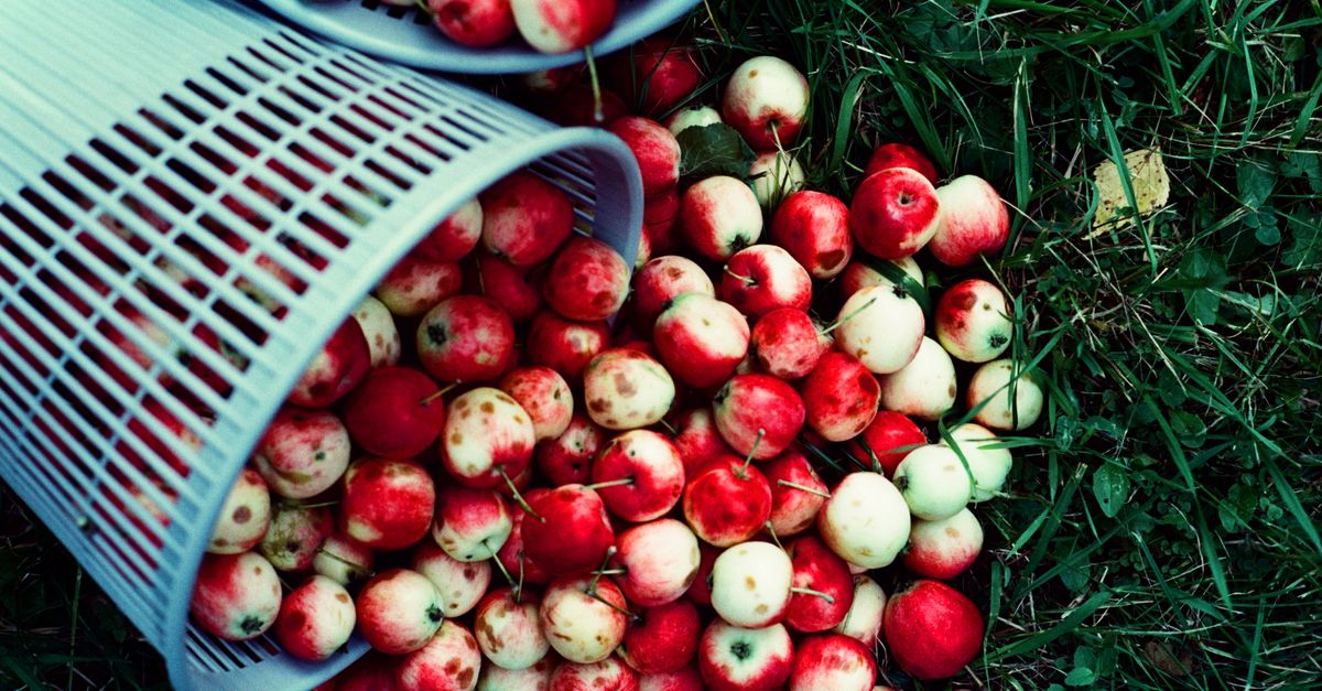 Top view of ripe red and green apples spilling from a basket onto outdoor grass.