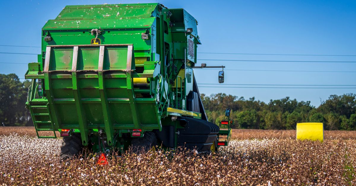 Cotton harvesting in a field using a green tractor during a bright day.