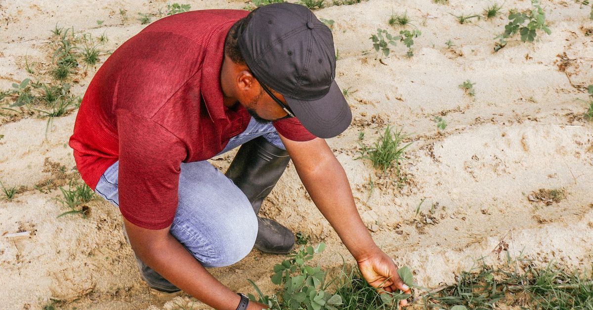 A farmer in Nigeria examines plants in the field, promoting sustainable agriculture.