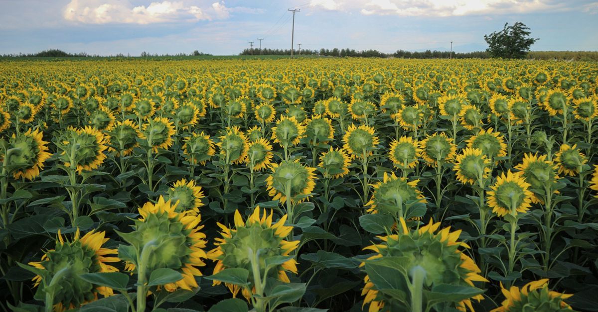 Vibrant sunflower field under a blue sky in Koufalia, Greece. Perfect for agricultural themes.