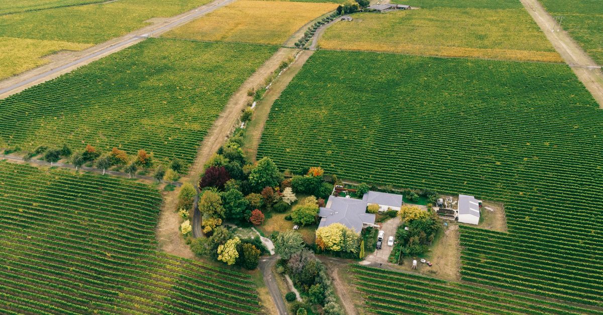 Drone capture of vast vineyards in autumn, showcasing colorful foliage and a central farmhouse.